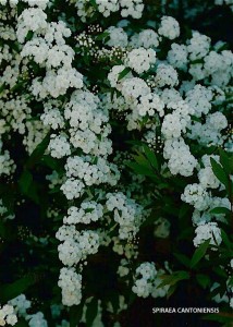 Spiraea cantoniensis - blossom